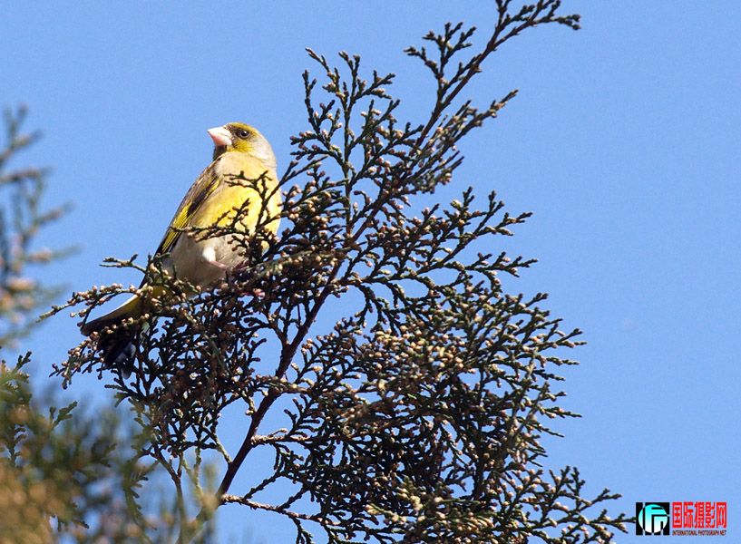 ��������һֻС��û���ü��Խ������־ʹ�