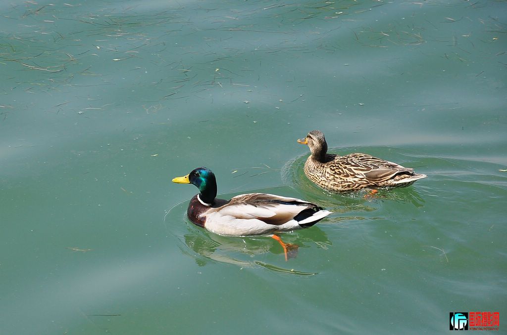 DSC_4678_10819.jpg