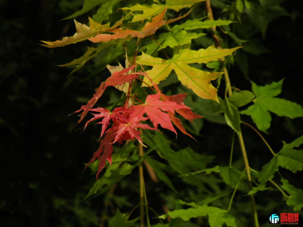 dscn5496_.jpg