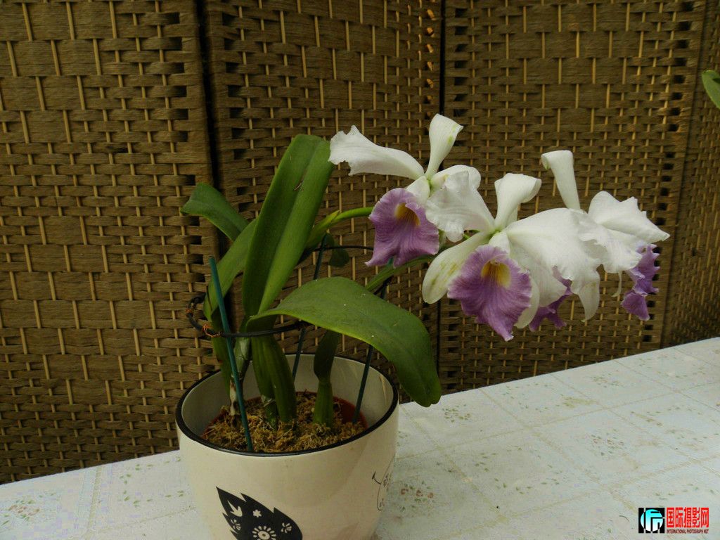 DSCN6387_.jpg