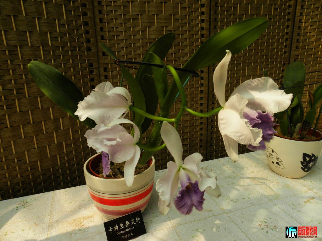 DSCN6388_.jpg