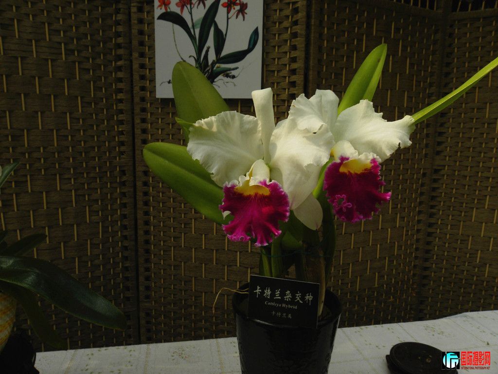 DSCN6385_.jpg