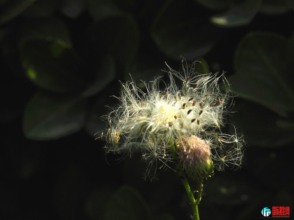 DSCN5379_.jpg