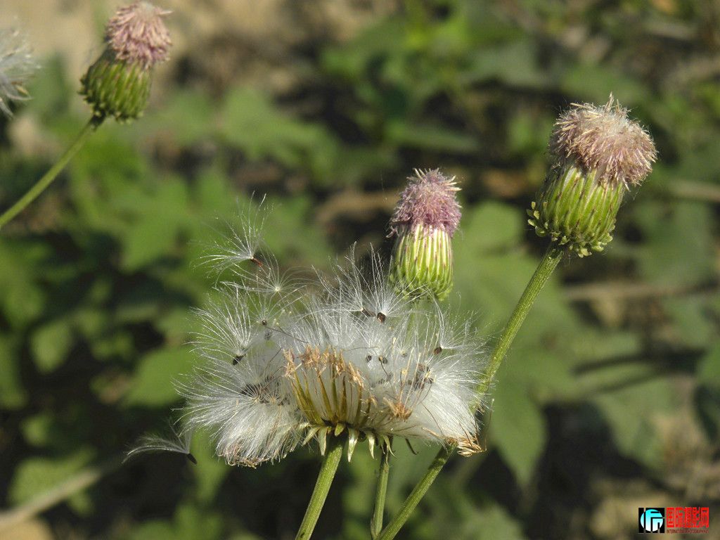 DSCN5346_.jpg
