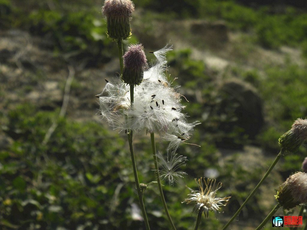 DSCN5367_.jpg