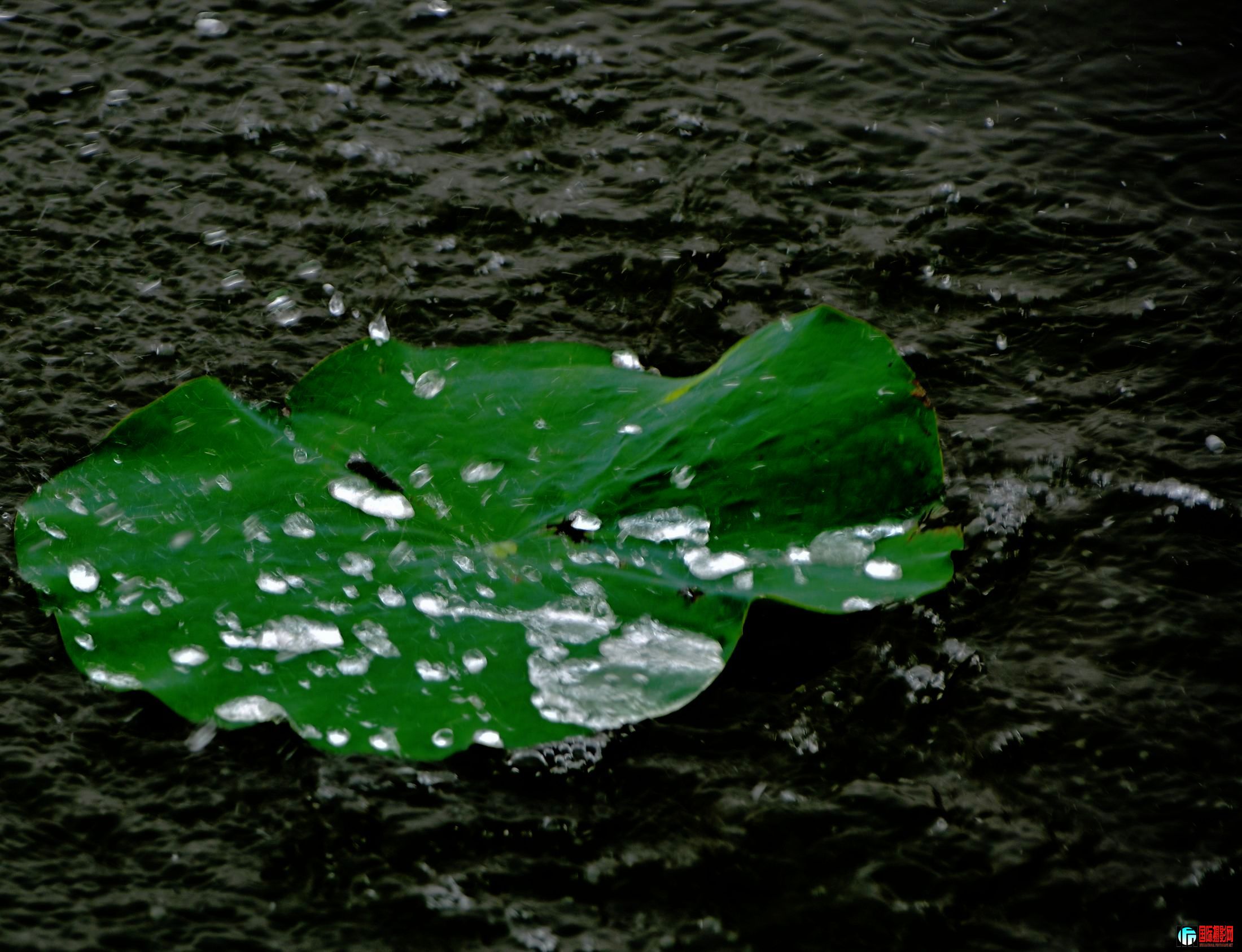 DSC_144611.jpg