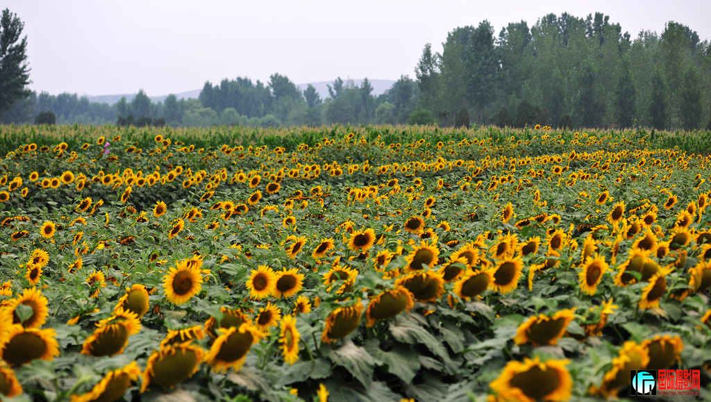 NiKonD3X JPG��2012��6��23�ա�����ڡ����տ� 097.jpg