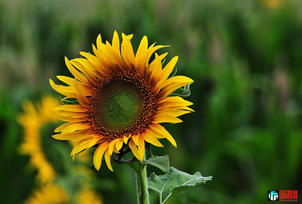 NiKonD3X JPG��2012��6��23�ա�����ڡ����տ� 003.jpg