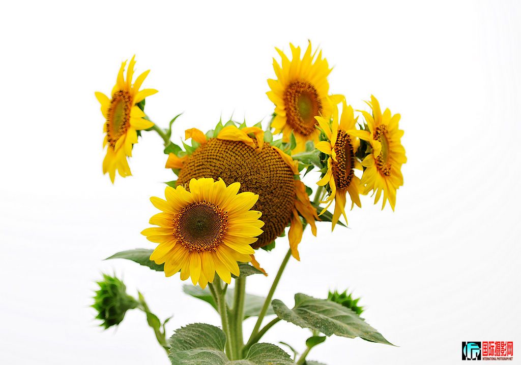 NiKonD3X JPG��2012��6��23�ա�����ڡ����տ� 017.jpg