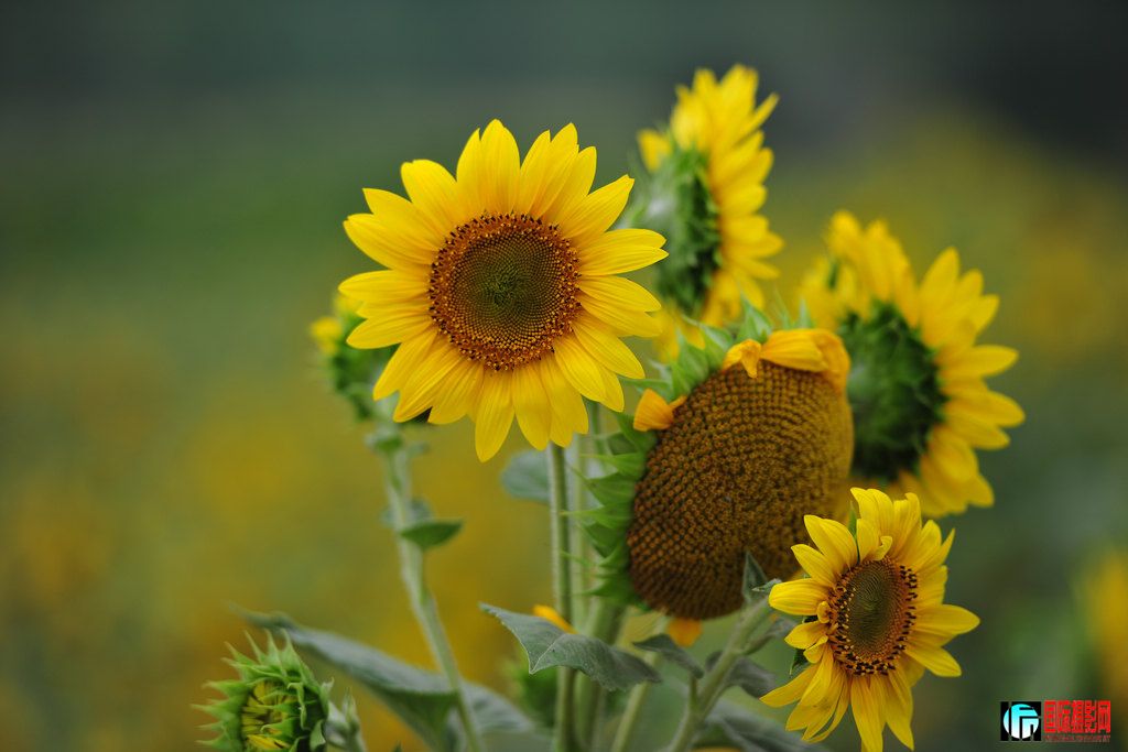 NiKonD3X JPG��2012��6��23�ա�����ڡ����տ� 013.jpg