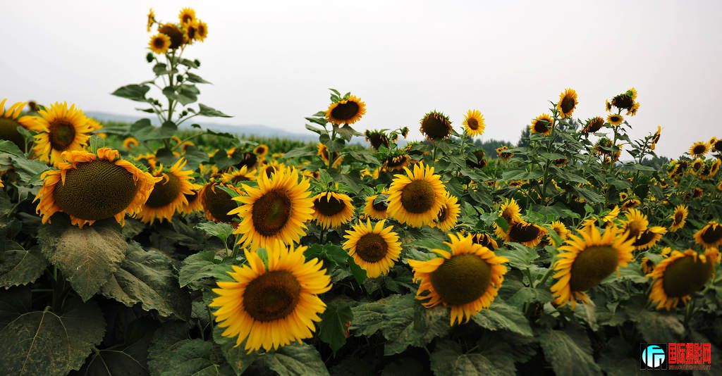 NiKonD3X JPG��2012��6��23�ա�����ڡ����տ� 019.jpg