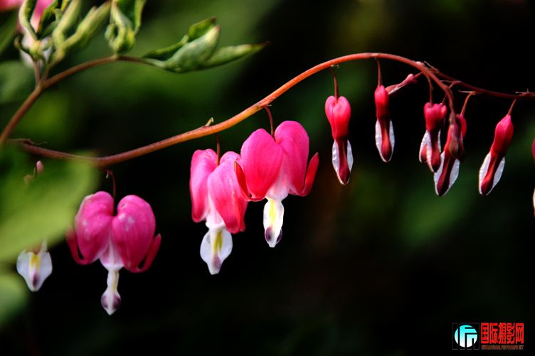 ƽ��ɽĵ�� 317.jpg