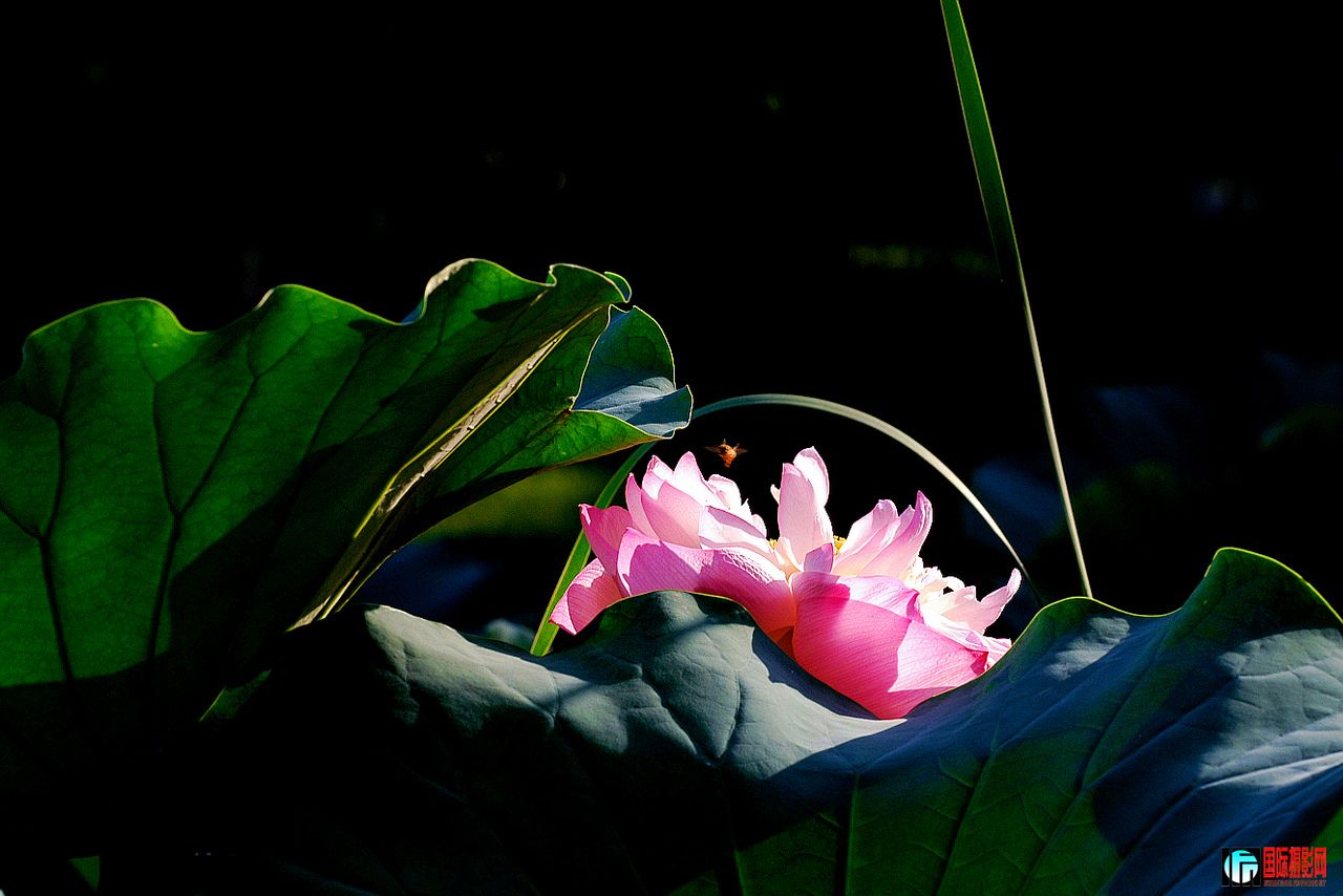 DSC_0271(1280.jpg