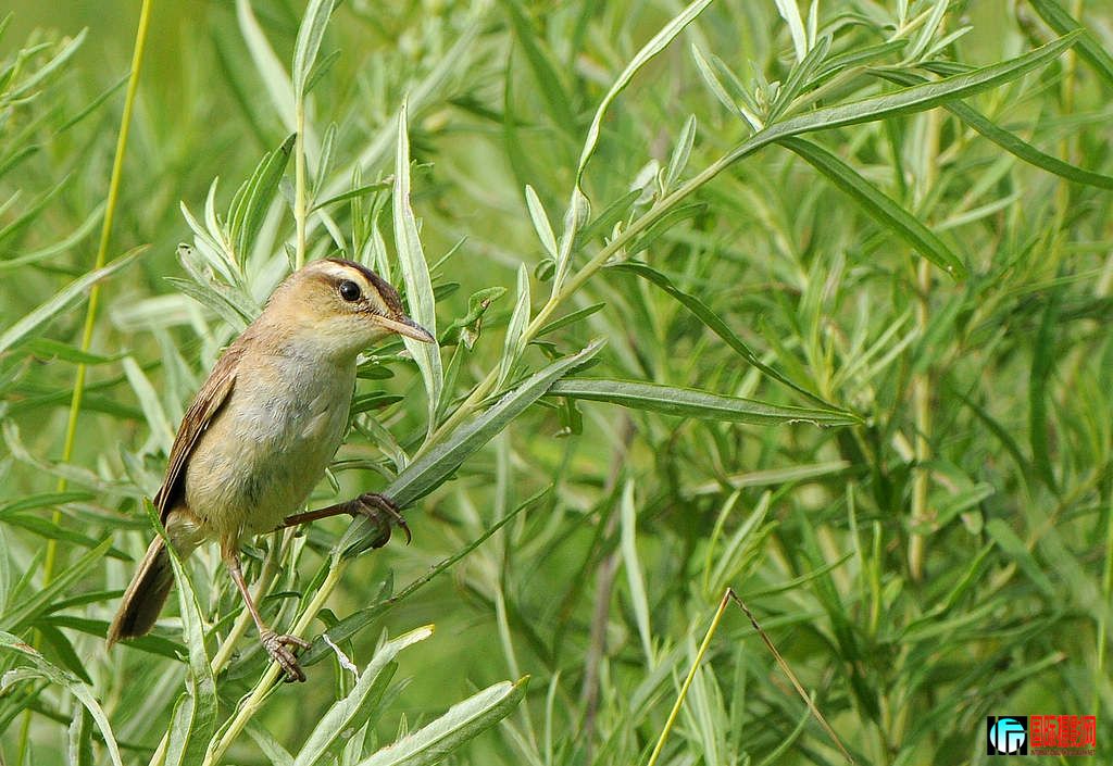 DSC_0427  3.jpg