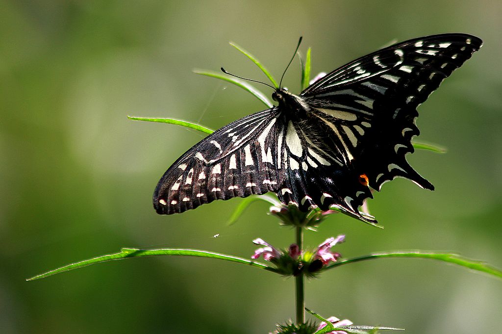 ��̬���� 27.jpg