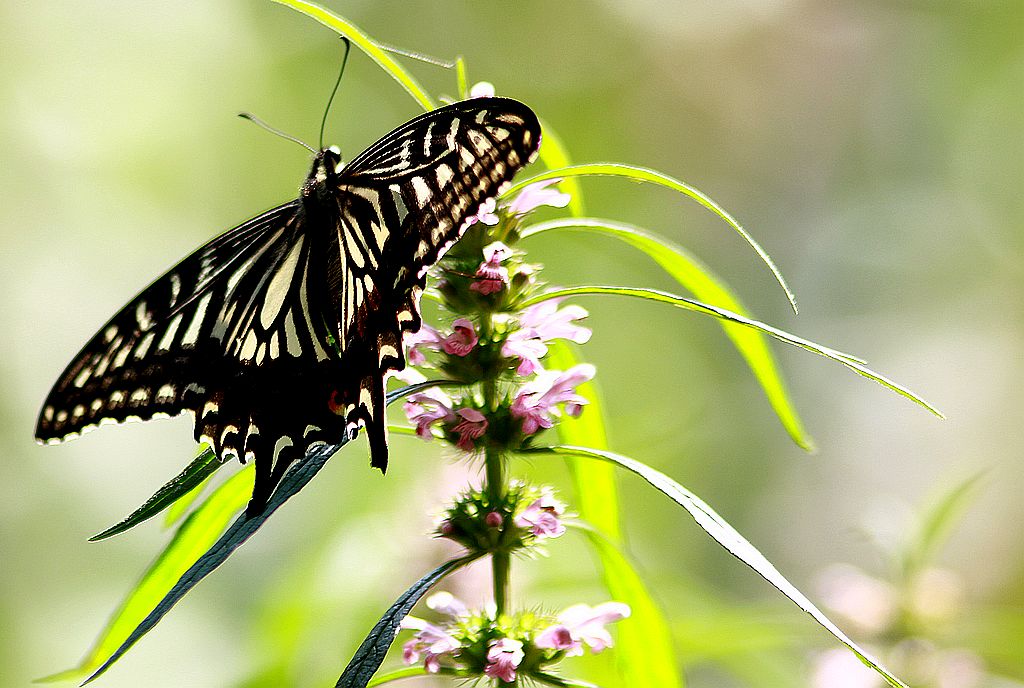 ��̬���� 32.jpg