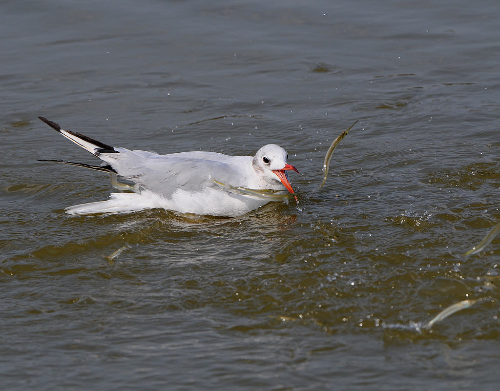 DSC_0868  4.jpg