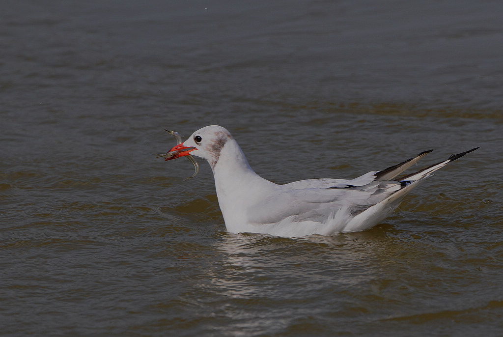 DSC_0941  5.jpg