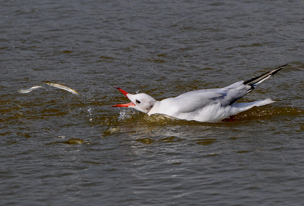 DSC_0827  2.jpg