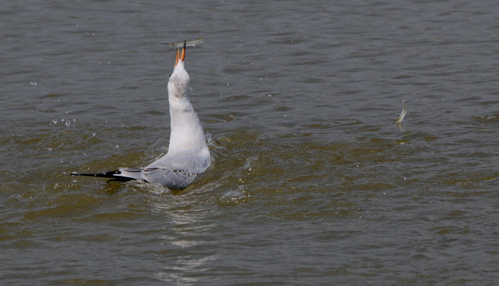 DSC_0697  1.jpg