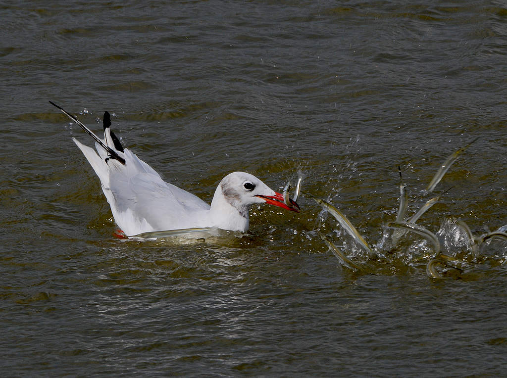 DSC_0616  13.jpg