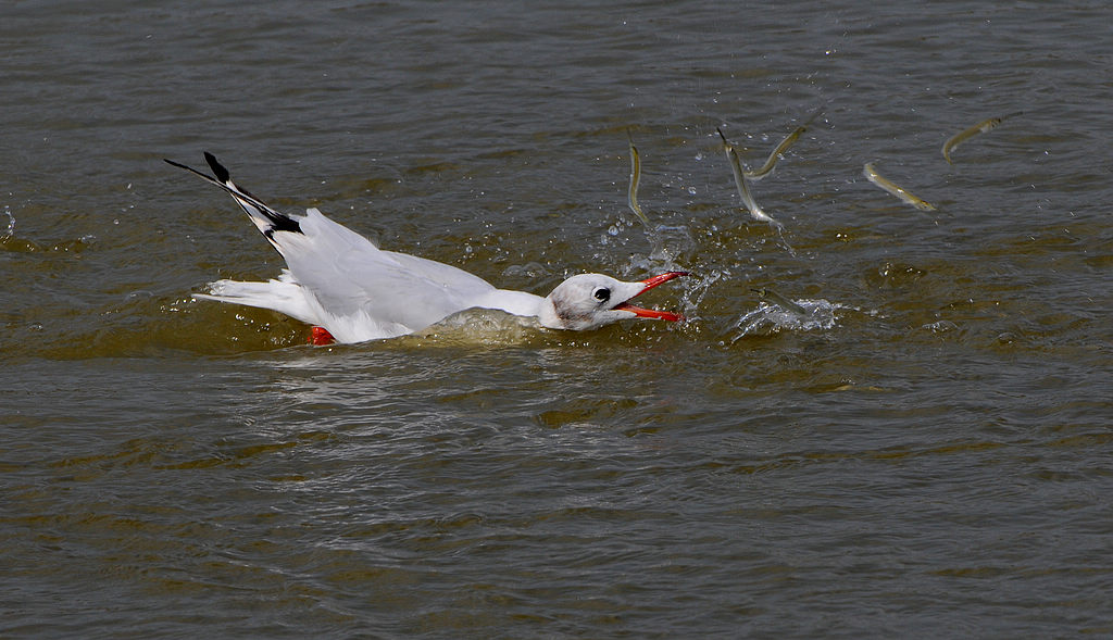 DSC_0596  12.jpg