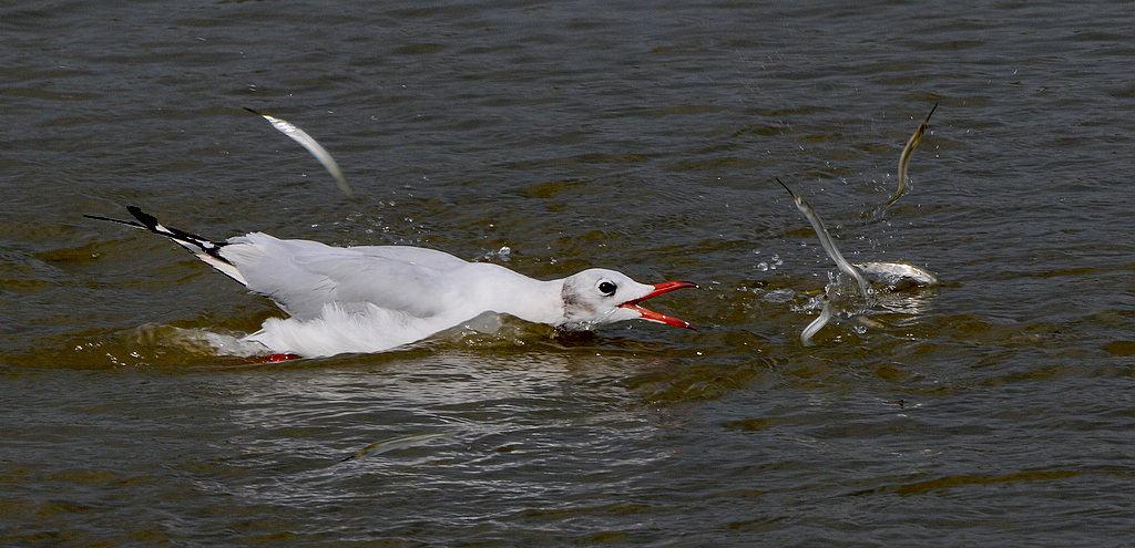 DSC_0595   11.jpg