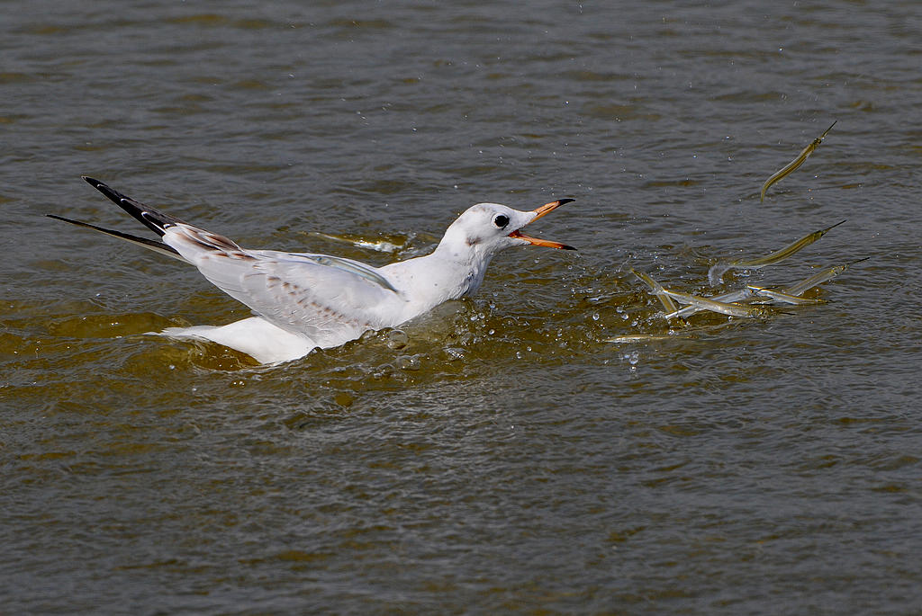 DSC_0686  10.jpg