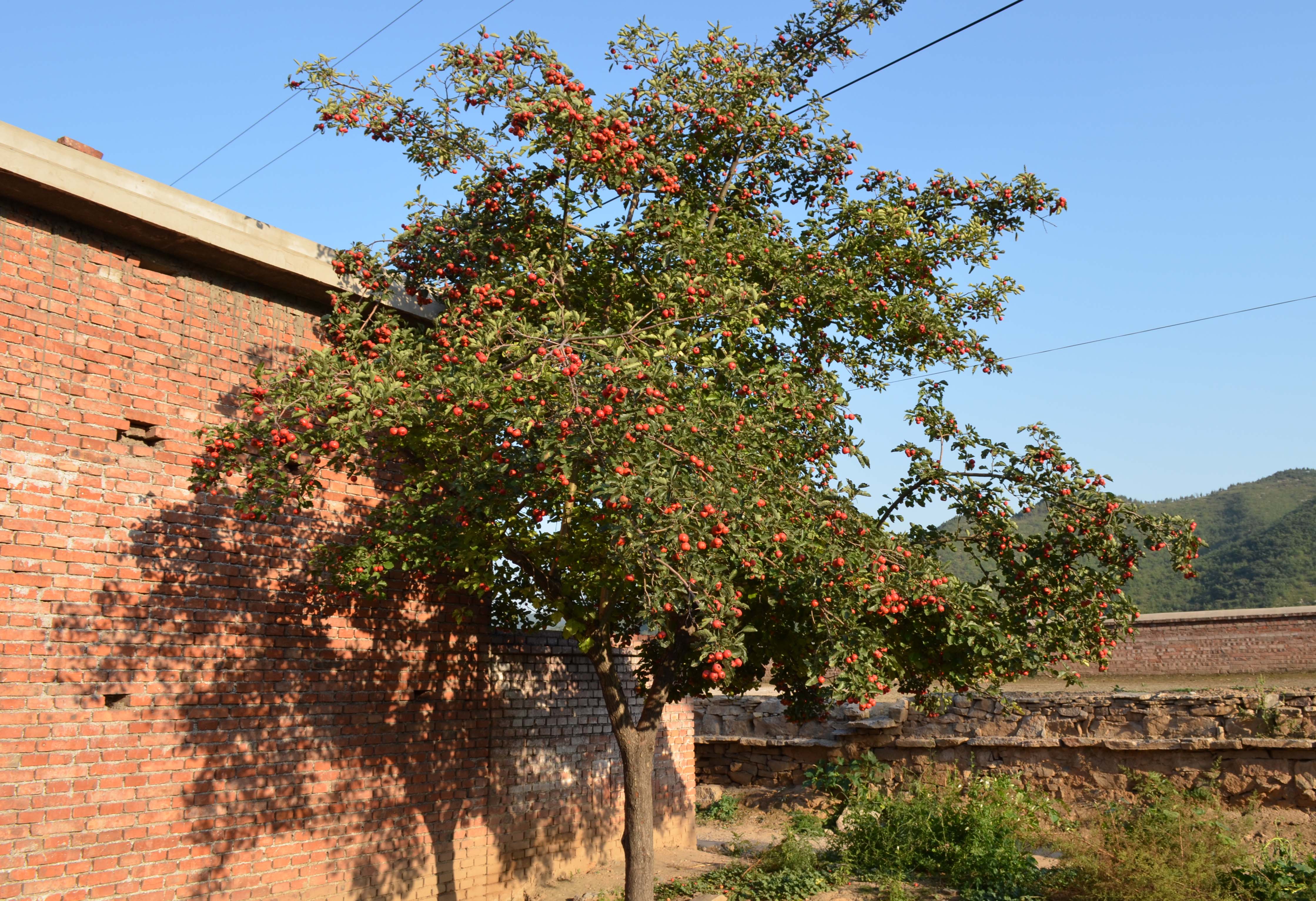 DSC_0062 ����.jpg