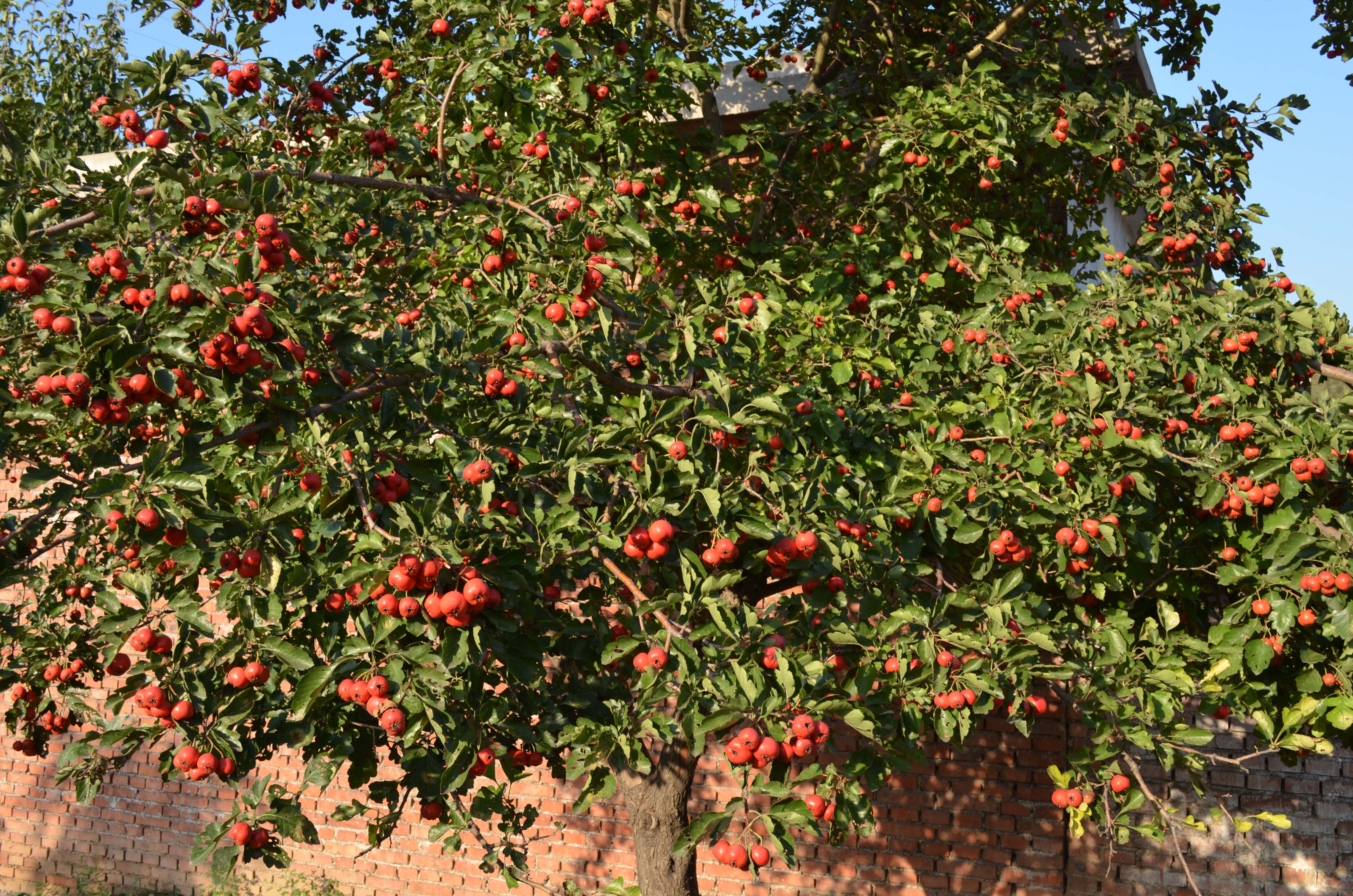 DSC_0064 ����.jpg