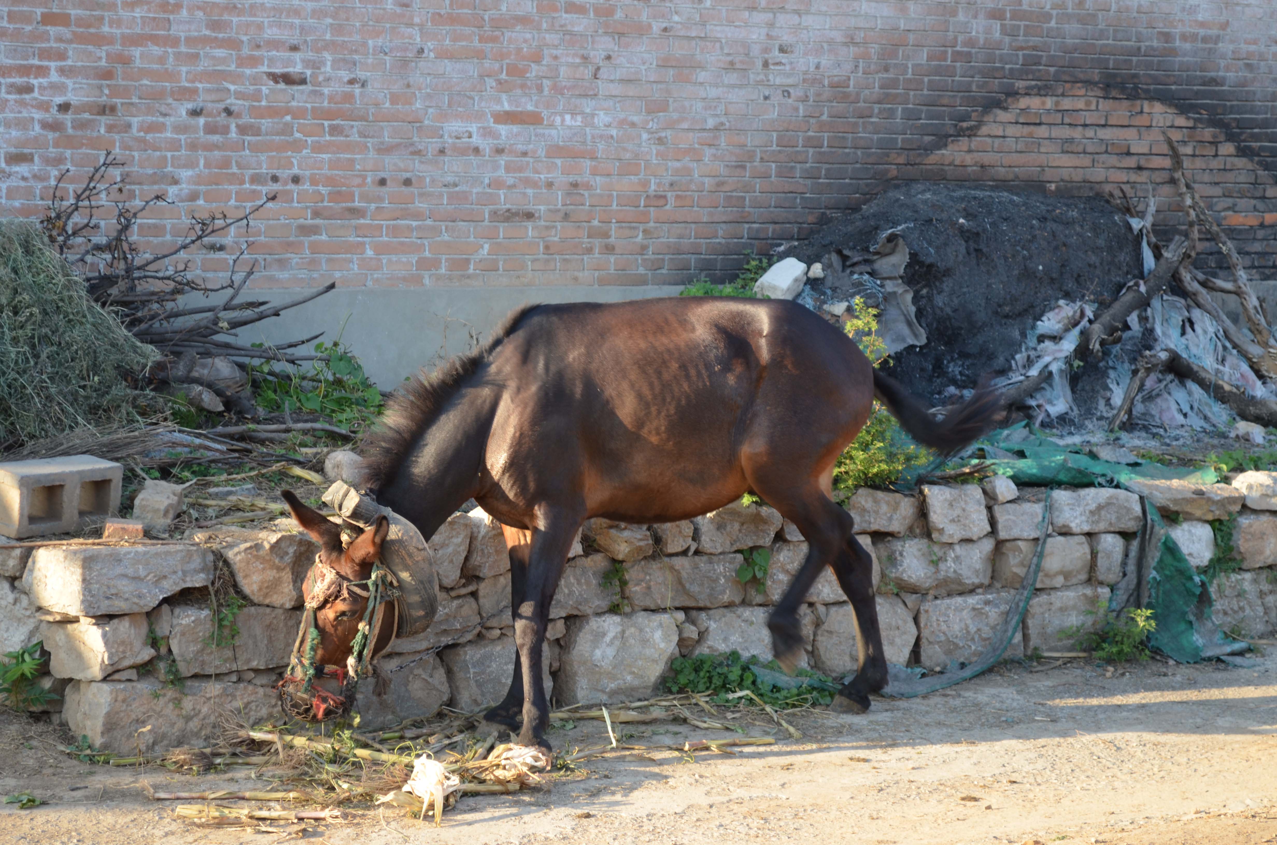 DSC_0077 ����.jpg