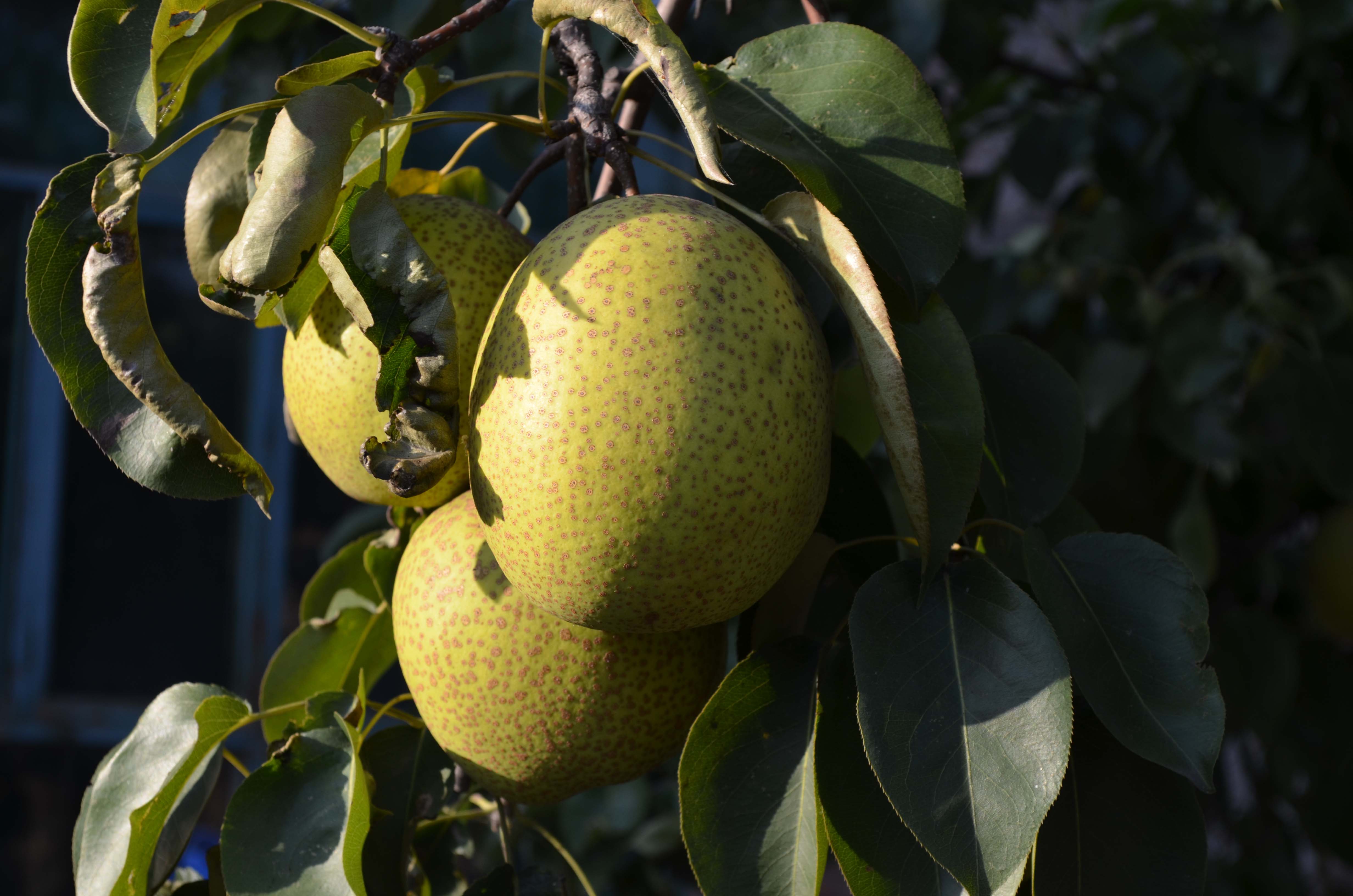 DSC_0076 ����.jpg