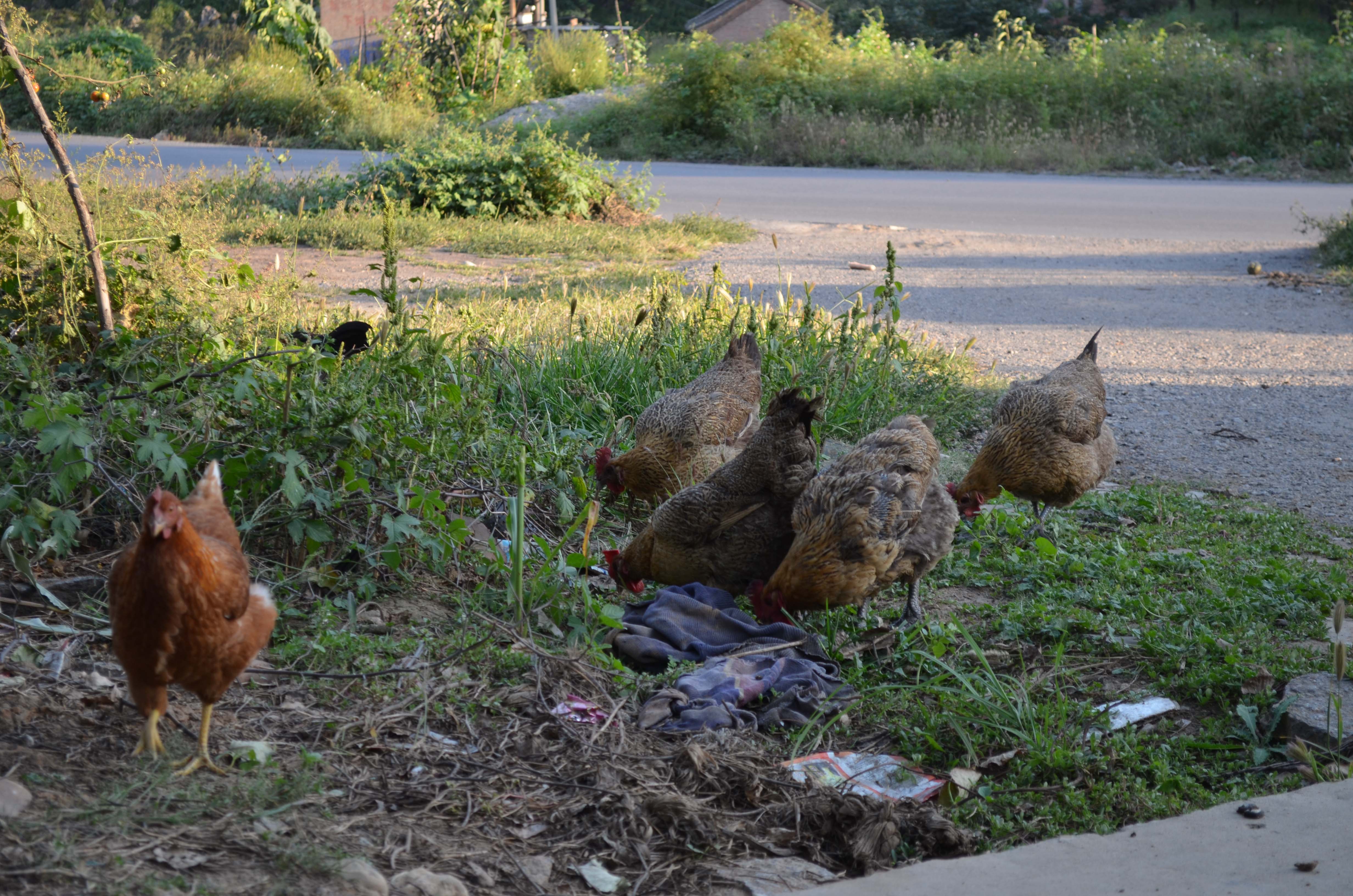 DSC_0088 ����.jpg