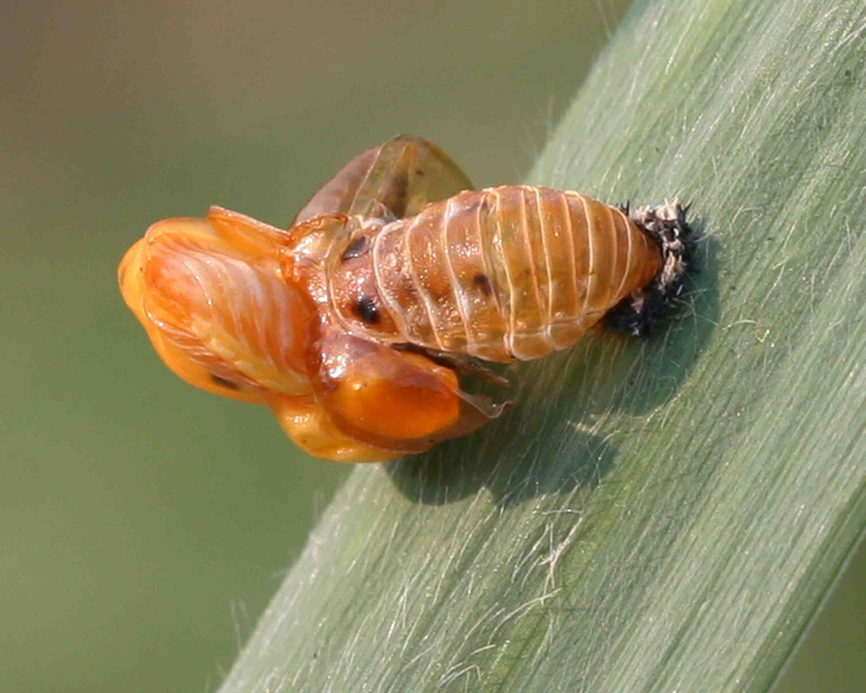 4.������ѿǳ��� (1).JPG