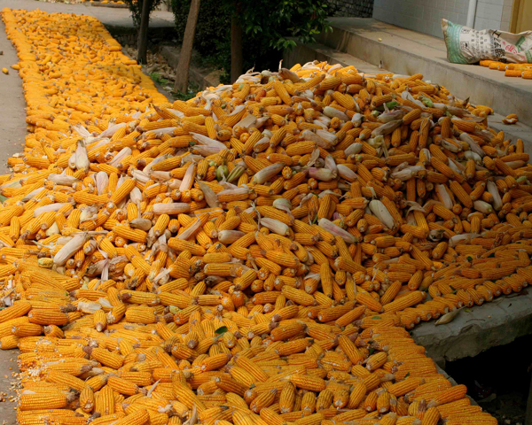 �����ջ� (7).JPG