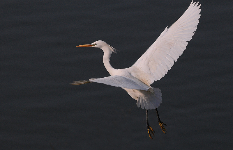 DSC_0507   2.jpg