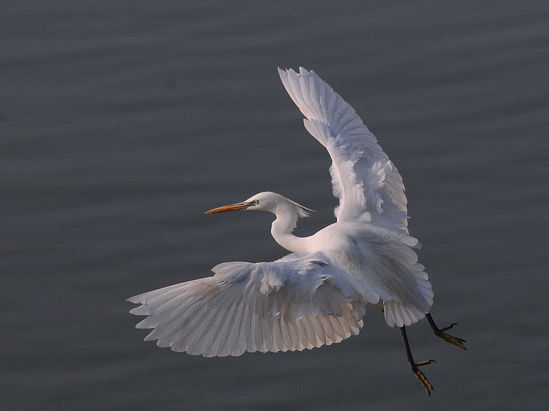 DSC_0514  3.jpg