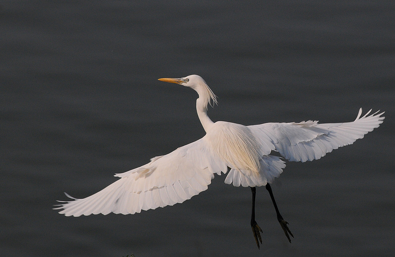 DSC_0409  1.jpg
