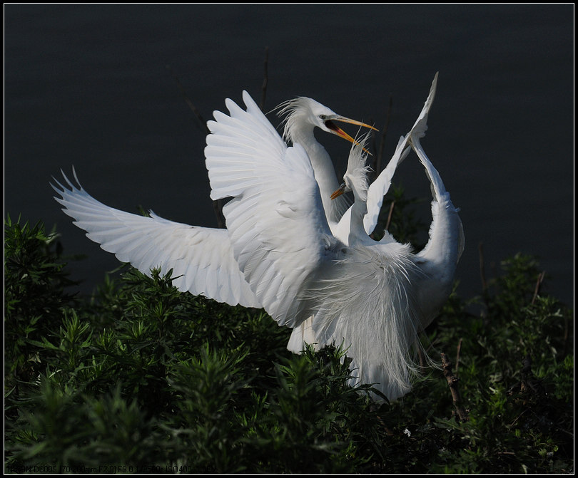 DSC_0396  22.jpg