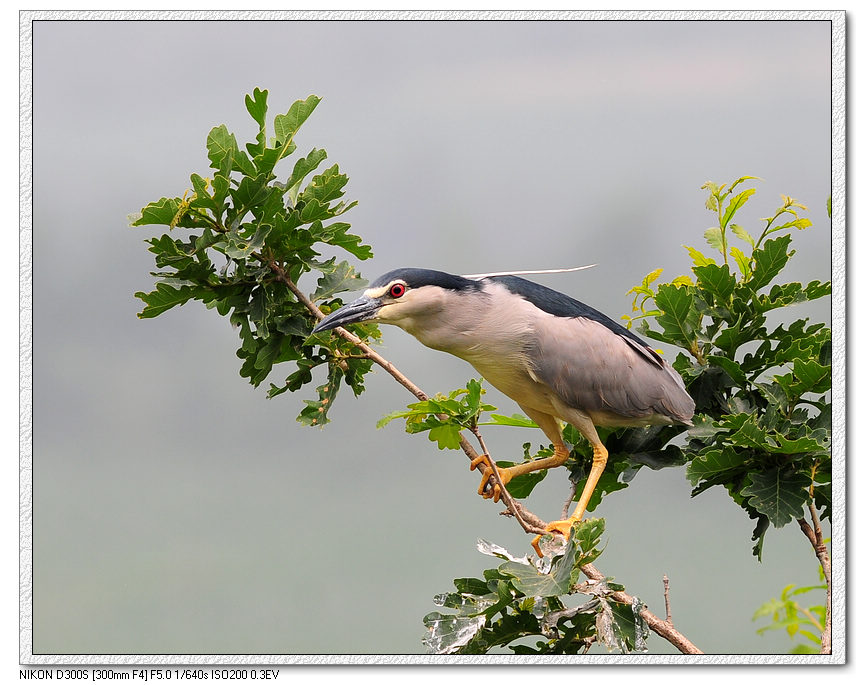 DSC_0034  1.jpg