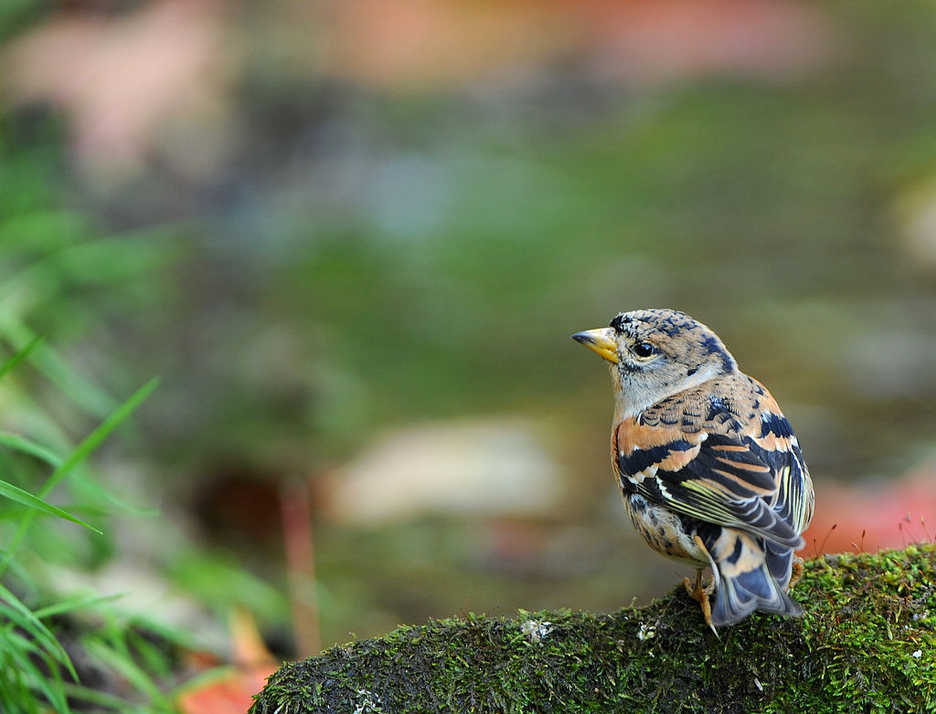 DSC_8407  4.jpg