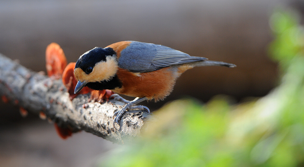 DSC_0068  3.jpg