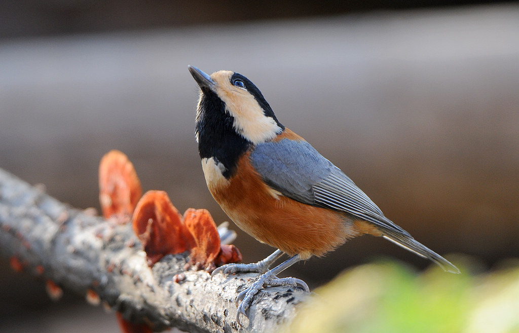 DSC_0072  4.jpg