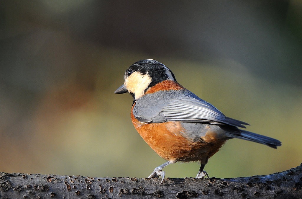 DSC_0008  1.jpg