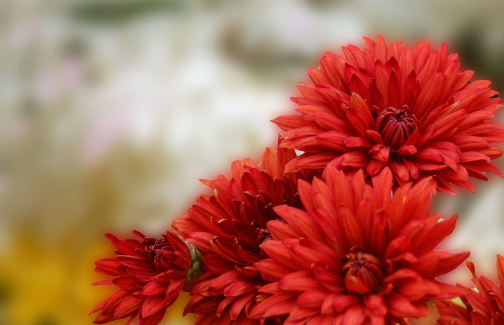 ���� DSC_9052.JPG