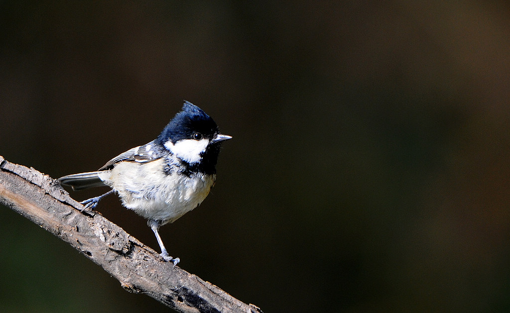 DSC_0233   4.jpg