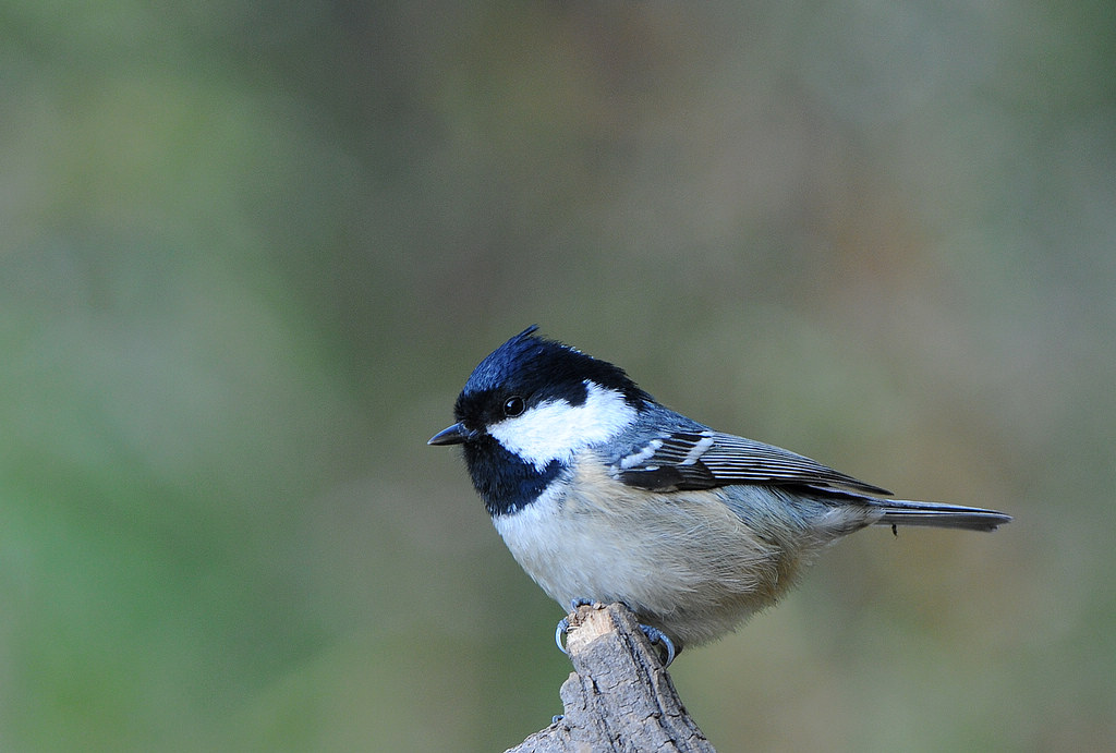 DSC_0145   1.jpg