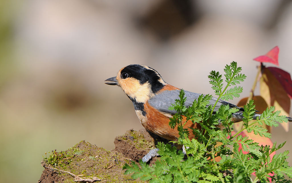 DSC_0069  1.jpg