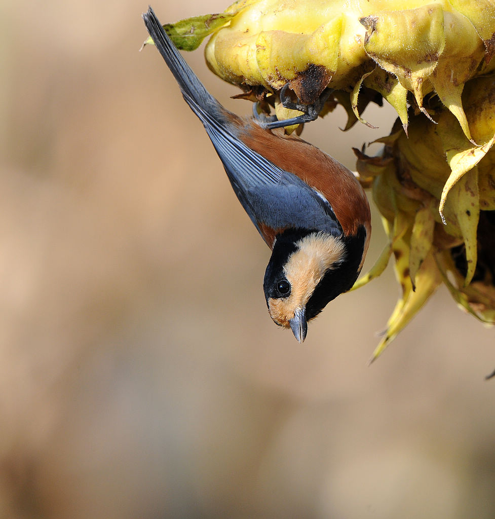 DSC_0442  2.jpg