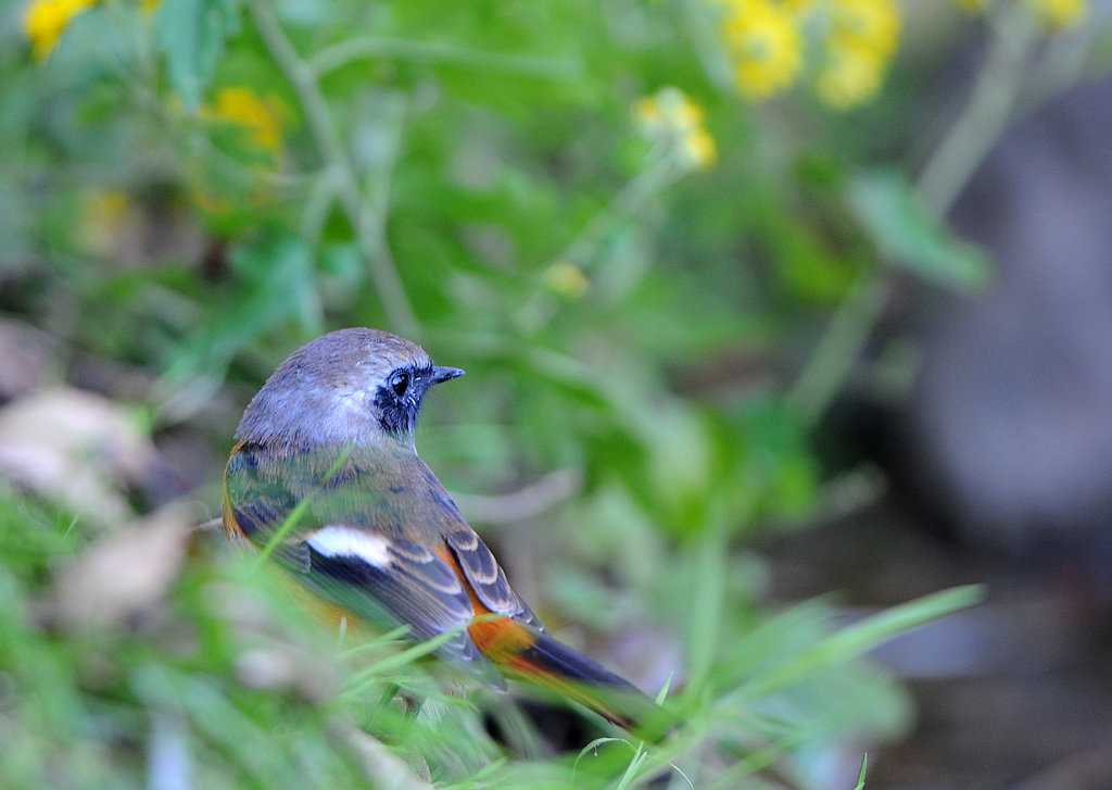 DSC_0372  3.jpg